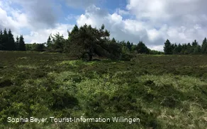 Landschaft am Wanderweg W6 