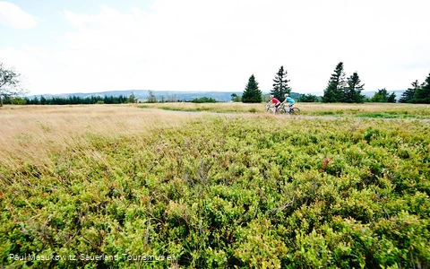 In der Hochheide-Landschaft des Kahlen Astens